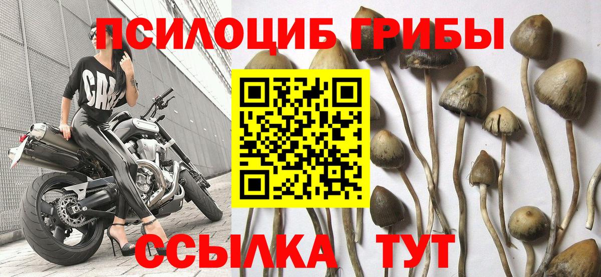 Псилоцибиновые грибы мицелий Балашов